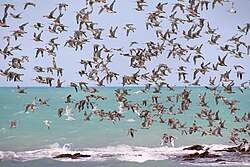 Migrating waders in Roebuck Bay, Western Australia