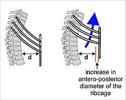 The effect of the respiratory muscles in expanding the rib cage