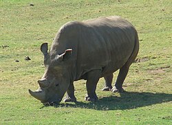 A northern white rhino, an EW species, at the San Diego Zoo Safari Park