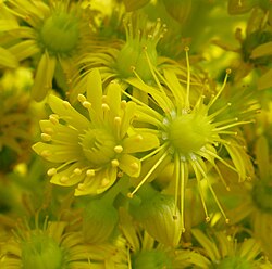 Protandrous flowers of Aeonium undulatum