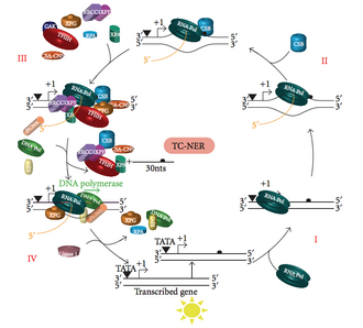Schematic depicts binding of proteins involved with TC-NER.[3]
