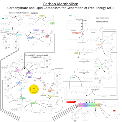 Carbon Catabolism pathway map for free energy including carbohydrate and lipid sources of energy