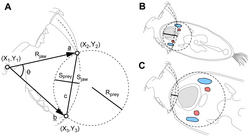Maximum gape of a saber-toothed cat (A) and reconstructions of neck bite in prey of different sizes (B, C)