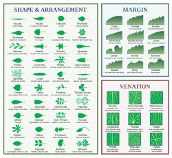 Leaf morphology:Shape, margin and venation.
