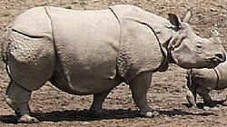 The folds of skin of an Indian rhinoceros match up well to the plates of armour depicted by Dürer.