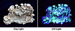 The uranium glaze on a ceramic artwork glowing under UV light.