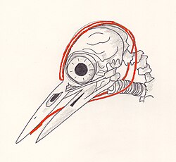 Diagram showing the hyoid bone of Dendrocopos major