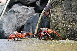 Grapsus grapsus on the rocks