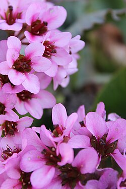 Bergenia sp.