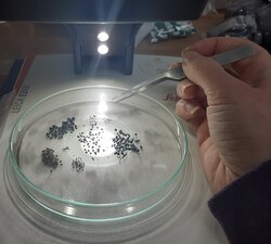 Charred plant remains being grouped by taxa type and quantified under the microscope.