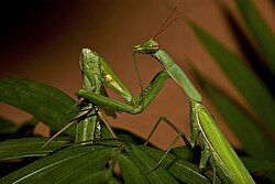 Sexual cannibalism in Mantis religiosa