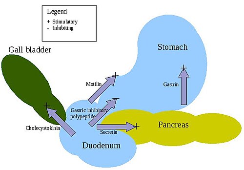 Action of the major digestive hormones