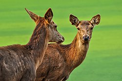 Pampas deer