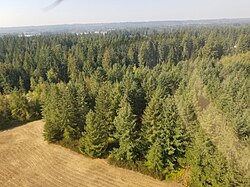 Western red cedar dying from drought, US, 2018