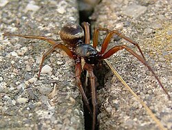 Steatoda nobilis, Hampshire, England