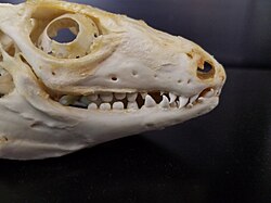 Red tegu (Tupinambis rufescens) skull, showing teeth of differing types