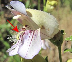 The arrow points to the hairy staminode of a Grinnell's penstemon (Penstemon grinnellii) flower