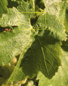Closeup of a Chardonnay leaf (from the image of Chardonnay grapes in Champagne above): The yellow box highlights the naked veins around the petiolar sinus of the grape vine leaf.