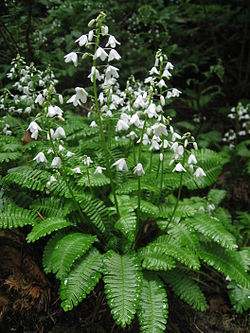 Fern-poppy (Pteridophyllum racemosum)