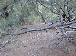 Casuarina equisetifolia litter completely suppresses germination of understory plants as shown here despite the relative openness of the canopy and ample rainfall (>120 cm/yr) at the location.