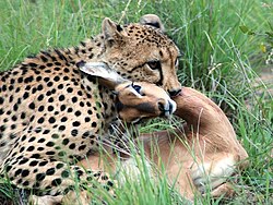 Cheetah biting the neck of an impala