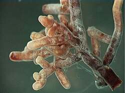 Mycorrhiza, a mutualistic interaction between a plant's roots and a fungus