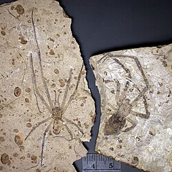 Mongolarachne from the Late Jurassic of China