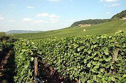 Vineyards east of Heilbronn
