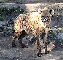 The spotted hyena is a moderately large, terrestrial carnivore native to Africa.