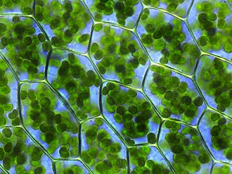 Plant cells with visible chloroplasts (from a moss, Plagiomnium affine)