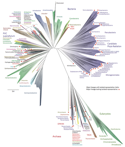 Phylogenetic tree showing the diversity of prokaryotes, mainly Bacteria. The eukaryotes appear bottom right as a branch of the Archaea.[52]