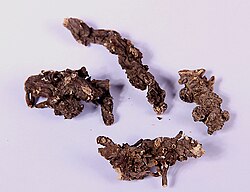 Black Helleborus Root