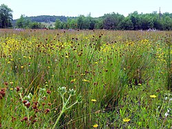 Restored prairie at the West Eugene Wetlands in Eugene, Oregon