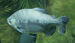 The tambaqui, an important species in Amazonian fisheries, breeds in the Amazon River.