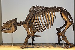 Skeleton of Toxodon, a member of the extinct order Notoungulata