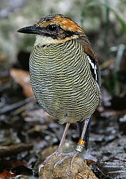 A female Javan banded pitta (Hydrornis guajanus), with a numbered ring banding its left leg
