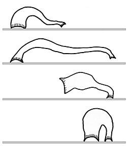 Leech moving by looping using its front and back suckers