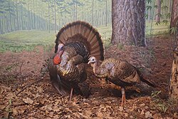 A Bird of the Deciduous Forest, Wild Turkey, Georgia diorama at the Milwaukee Public Museum