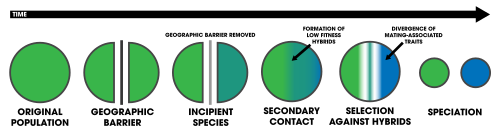 In allopatric speciation, a species population becomes separated by a geographic barrier, whereby reproductive isolation evolves producing two separate species. From this, if a recently separated population comes in contact again, low fitness hybrids may form, but reinforcement acts to complete the speciation process.