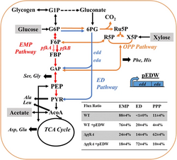 Redistribution of fluxes between the three primary glucose catabolic pathways: EMPP (red), EDP (blue), and OPPP (orange) via the knockout of pfkA and overexpression of EDP genes (edd and eda)