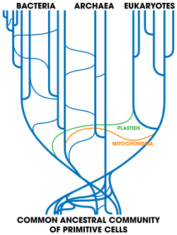 Tree of life showing vertical and horizontal gene transfers