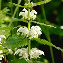 Verticillaster, Lamium album