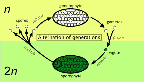 Alternation of generations between a haploid (n) gametophyte (top) and a diploid (2n) sporophyte (bottom), in all types of plant