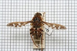 Moegistorhynchus longirostris