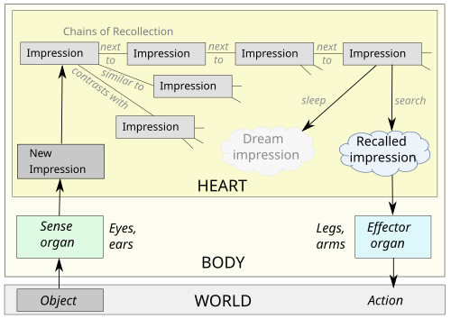 Senses, perception, memory, dreams, action in Aristotle's psychology. Impressions are stored in the sensorium (the heart), linked by his laws of association (similarity, contrast, and contiguity).