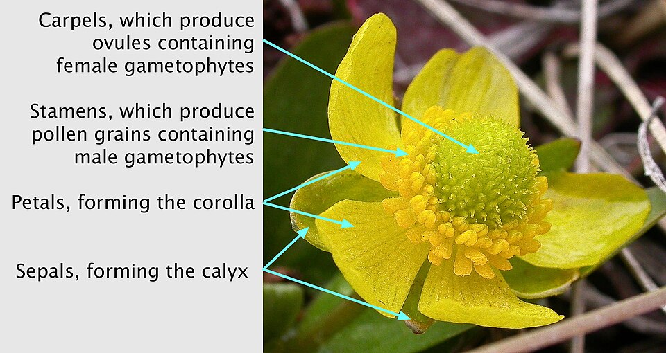 Flower of Ranunculus glaberrimus