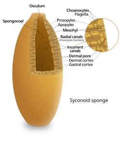Diagram of a syconoid sponge
