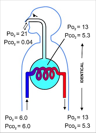 Fig. 7. A highly diagrammatic illustration of the process of gas exchange in the mammalian lungs, emphasizing the differences between the gas compositions of the ambient air, the alveolar air (light blue) with which the alveolar capillary blood equilibrates, and the blood gas tensions in the pulmonary arterial (blue blood entering the lung on the left) and venous blood (red blood leaving the lung on the right). All the gas tensions are in kPa. To convert to mm Hg, multiply by 7.5.