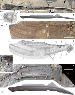 Fossils of Yanliaomyzon from the Middle Jurassic of China
