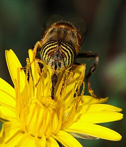 A syrphid fly (Eristalinus taeniops) pollinating a common hawkweed